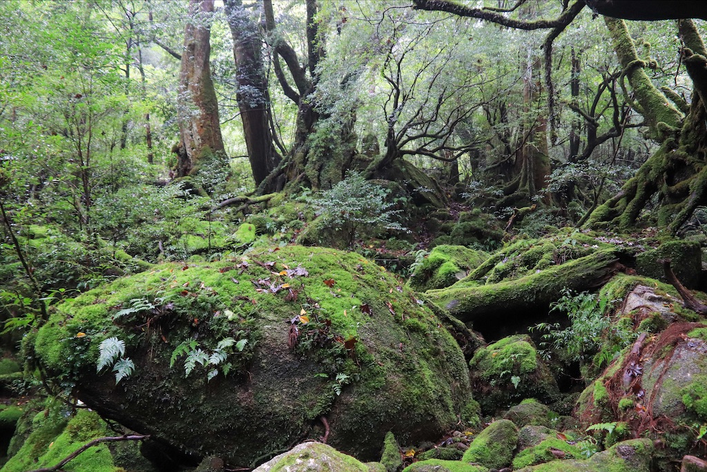 f:id:harimayatokubei:20200614002554j:image