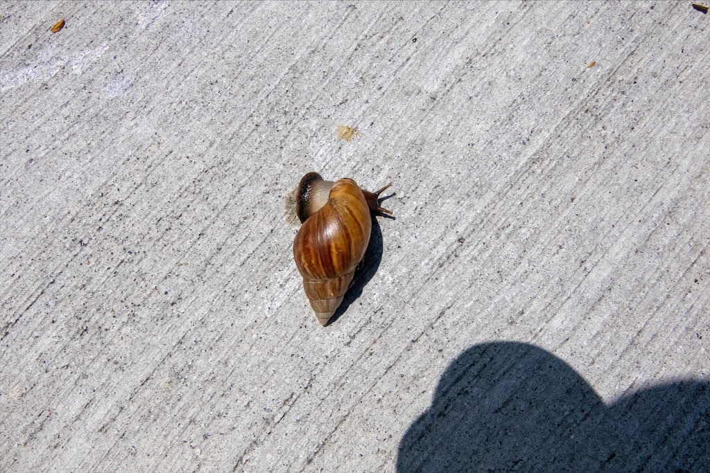 f:id:harimayatokubei:20201113111457j:image