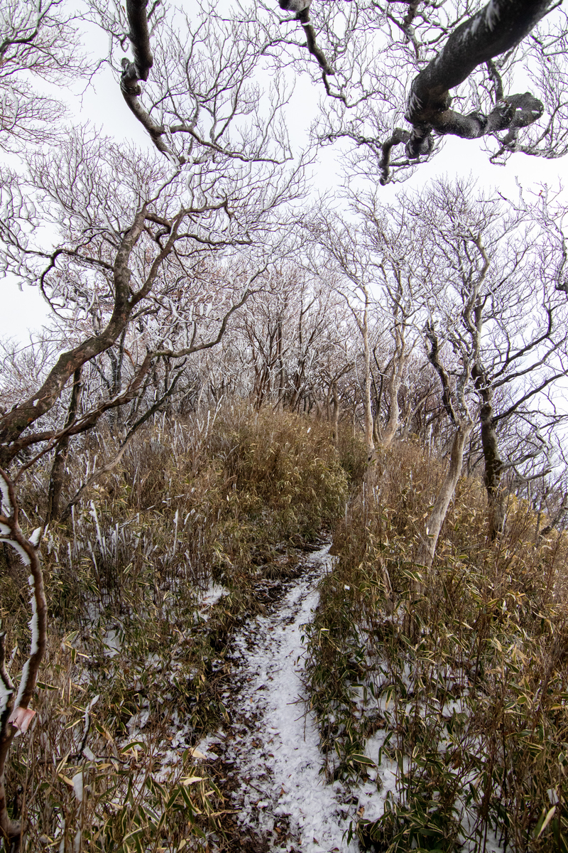 f:id:harimayatokubei:20201218114958j:plain
