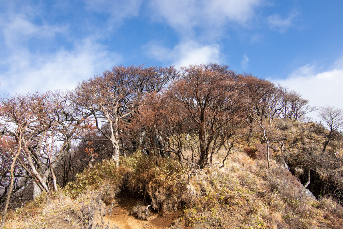 f:id:harimayatokubei:20201218115444j:plain