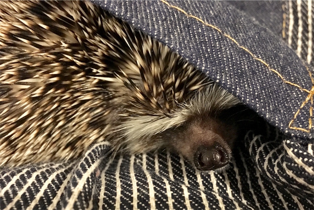 f:id:hario0729-hog2:20170920002420j:image
