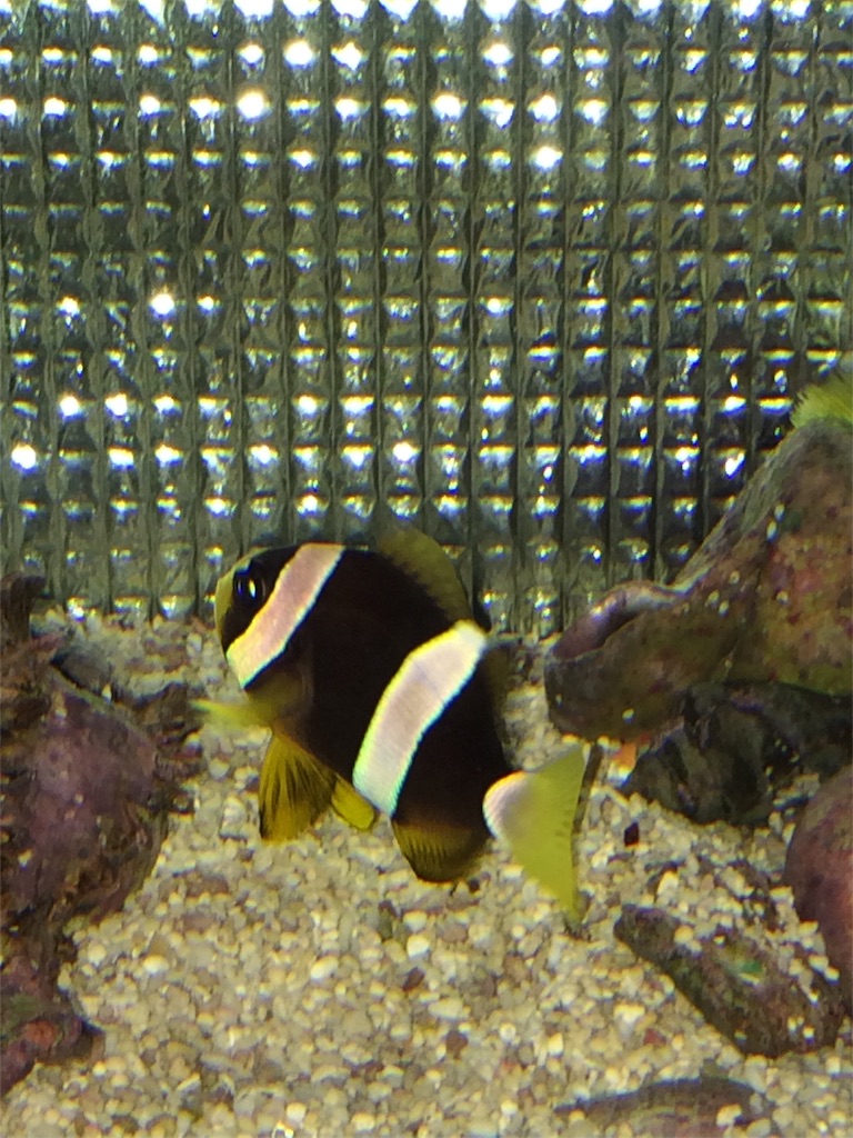 相性が悪いんだろうな めげないアイブロークラーキー 海水魚 時々バスケ 相性が悪いんだろうな めげないアイブロークラーキー 海水魚 時々バスケ