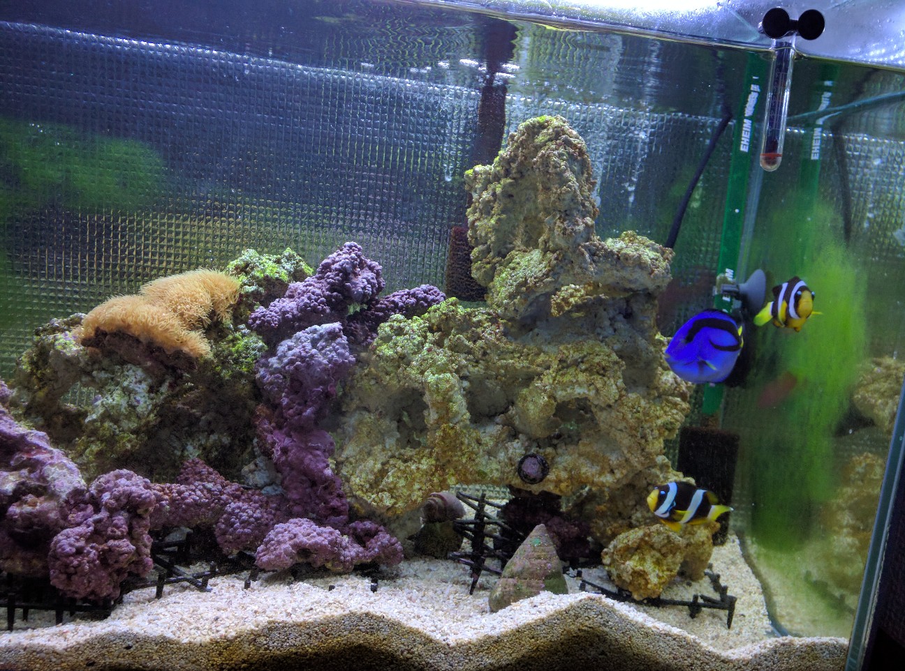 f:id:hariwasabi:20170513123201j:plain