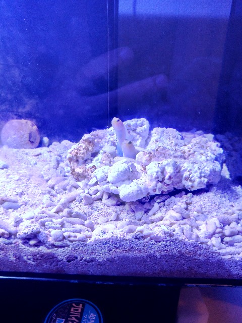 f:id:hariwasabi:20190910235448j:image