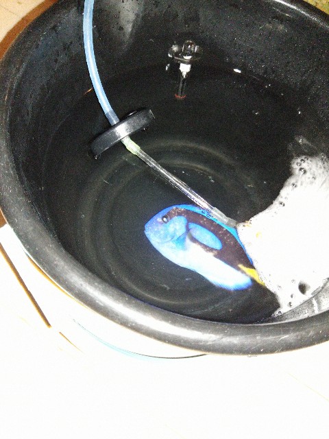 f:id:hariwasabi:20190929183800j:image