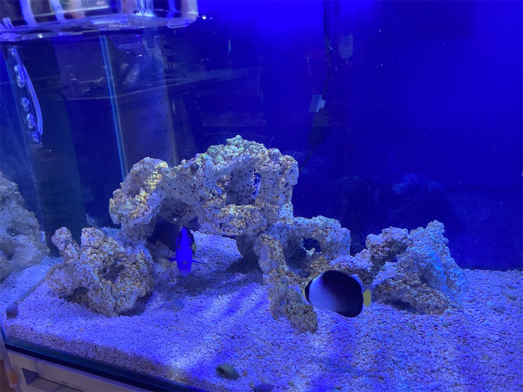 茶ゴケの広がり 海水魚 時々バスケ