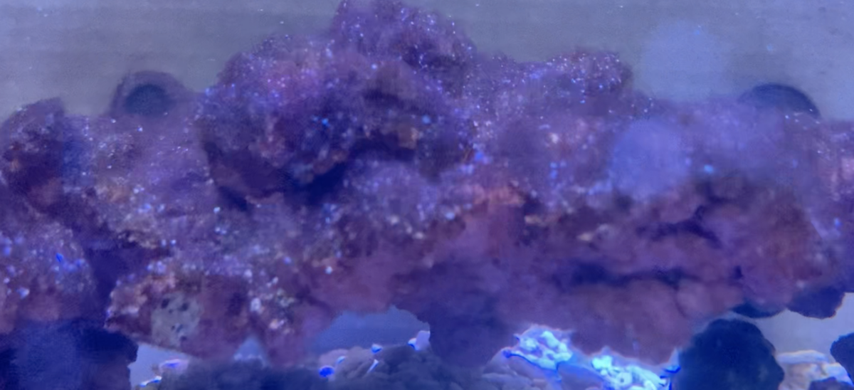 f:id:hariwasabi:20210130161632p:plain