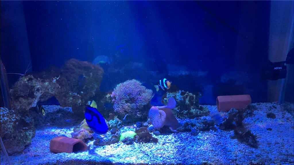 f:id:hariwasabi:20210307235539p:image