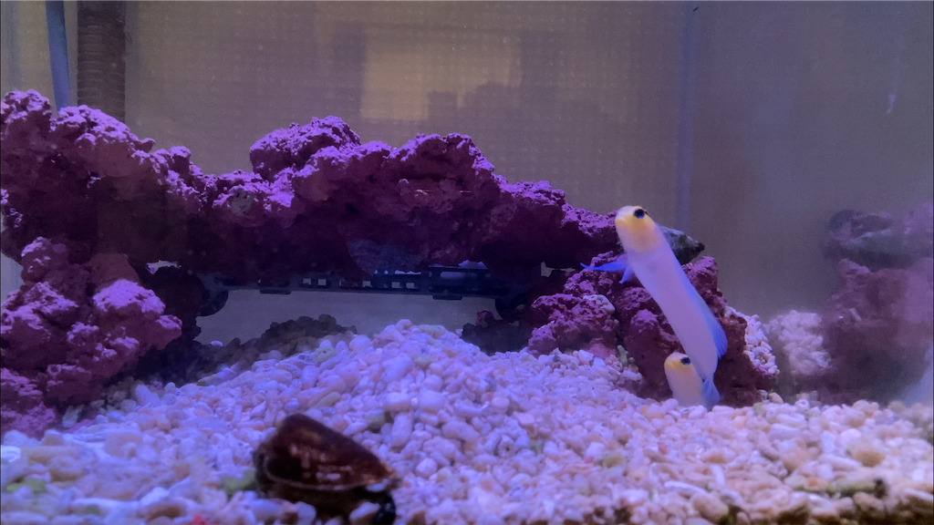 f:id:hariwasabi:20210307235826p:image