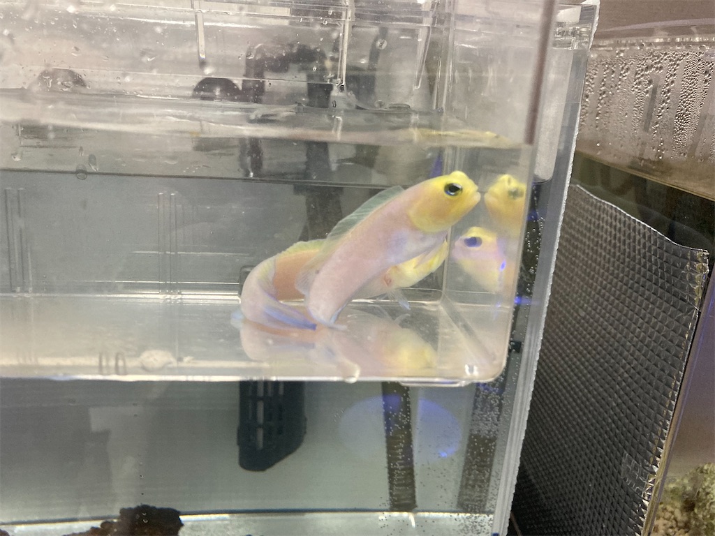 f:id:hariwasabi:20220115233010j:image