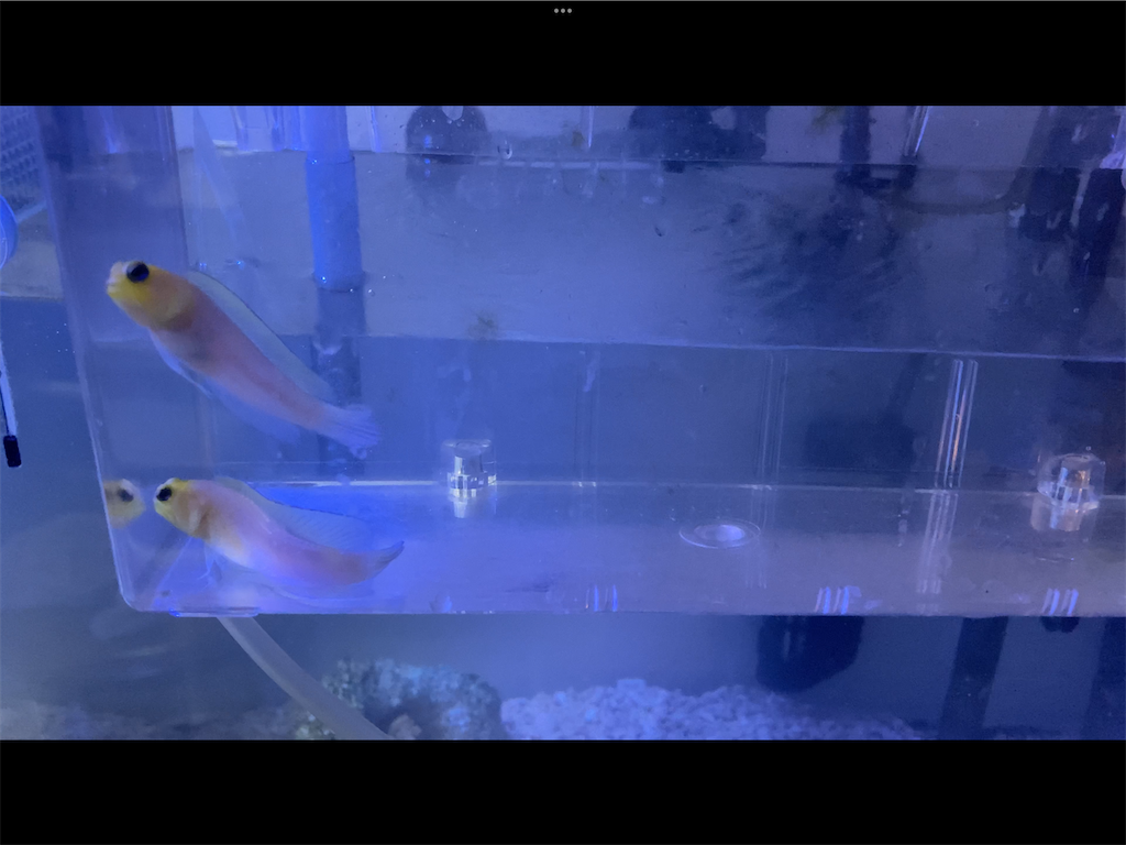 f:id:hariwasabi:20220115233144p:image