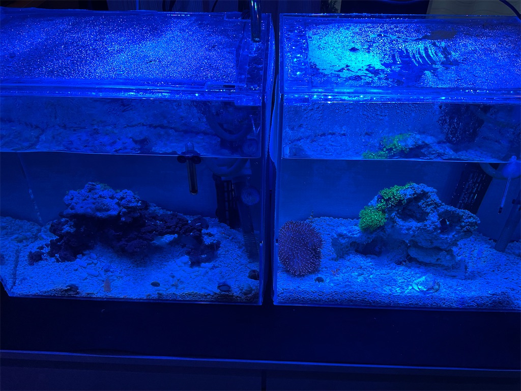 f:id:hariwasabi:20220501131249j:image