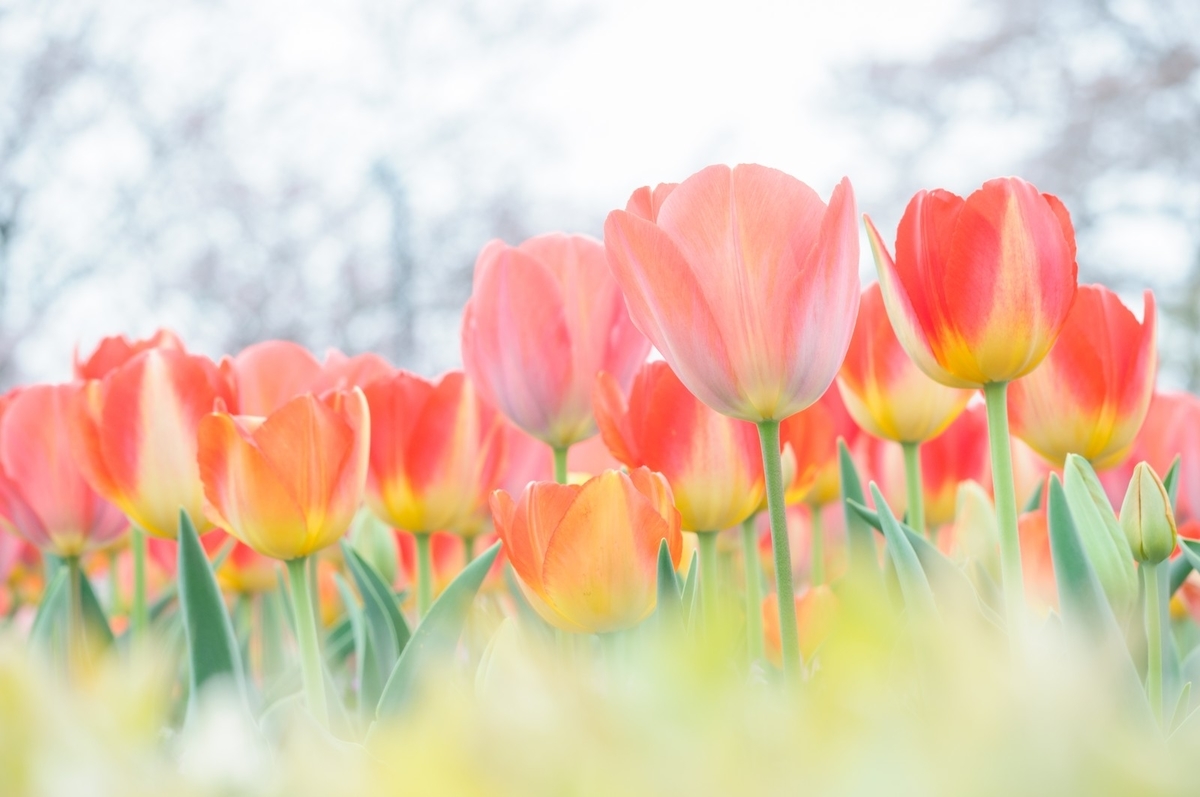 f:id:harmonize:20190505122443j:plain