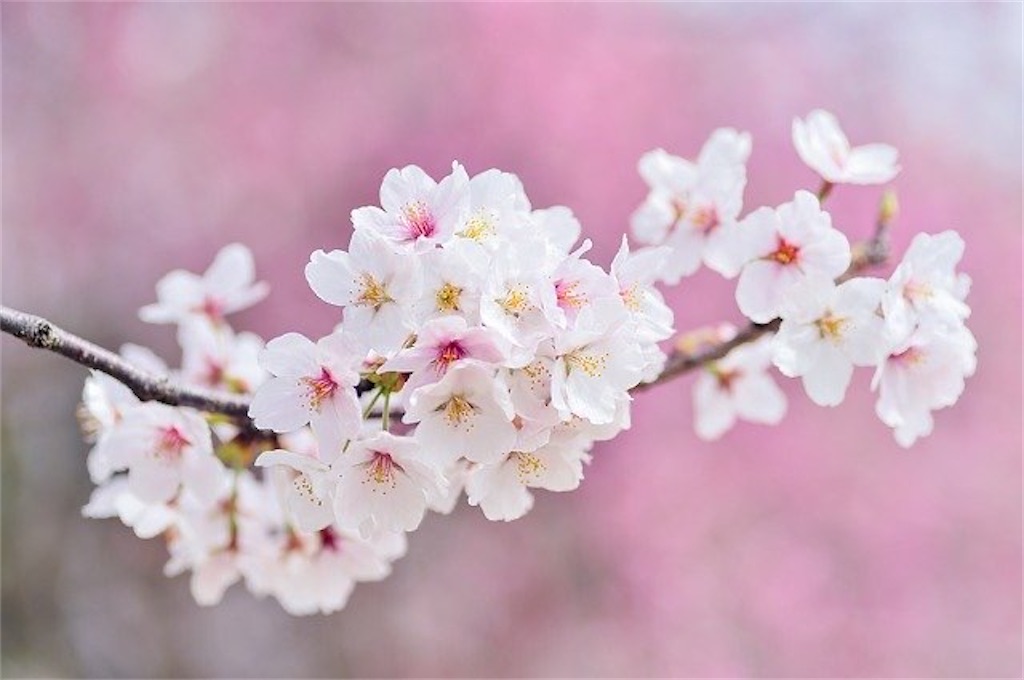 f:id:harmonize:20200923171417j:image f:id:harmonize:20200923171417j:image