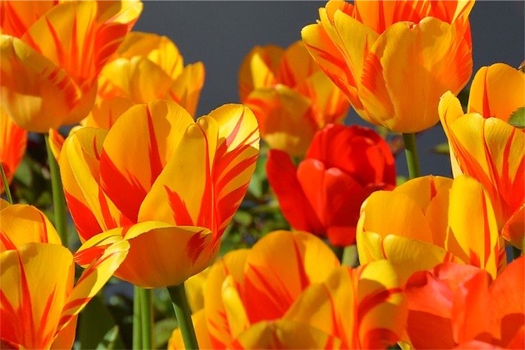 f:id:harmonize:20201214182405j:image