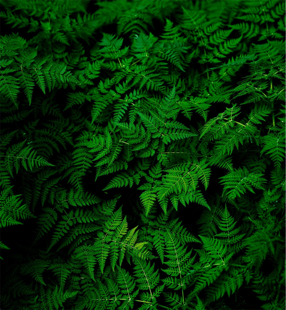 f:id:harmonize:20251116085947j:image f:id:harmonize:20251116085947j:image