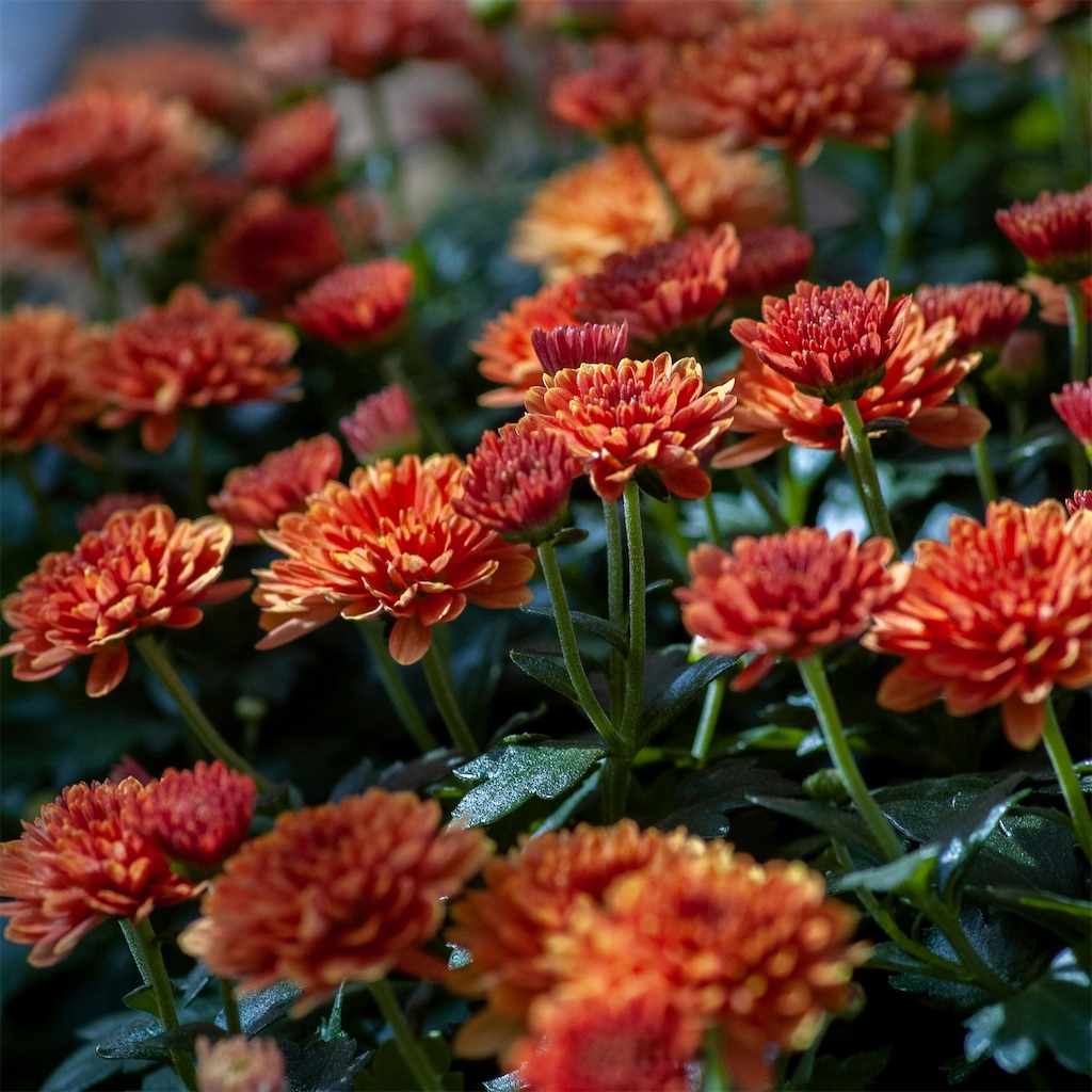 f:id:harmonize:20251123225050j:image f:id:harmonize:20251123225050j:image