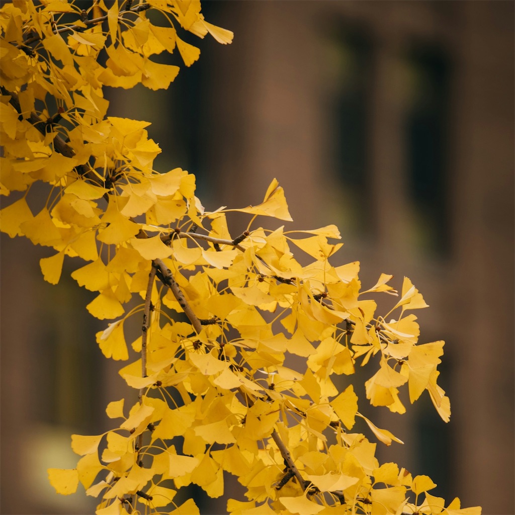 f:id:harmonize:20251129042719j:image f:id:harmonize:20251129042719j:image