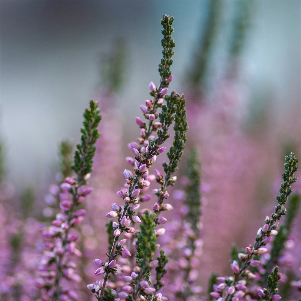 f:id:harmonize:20251130190035j:image f:id:harmonize:20251130190035j:image