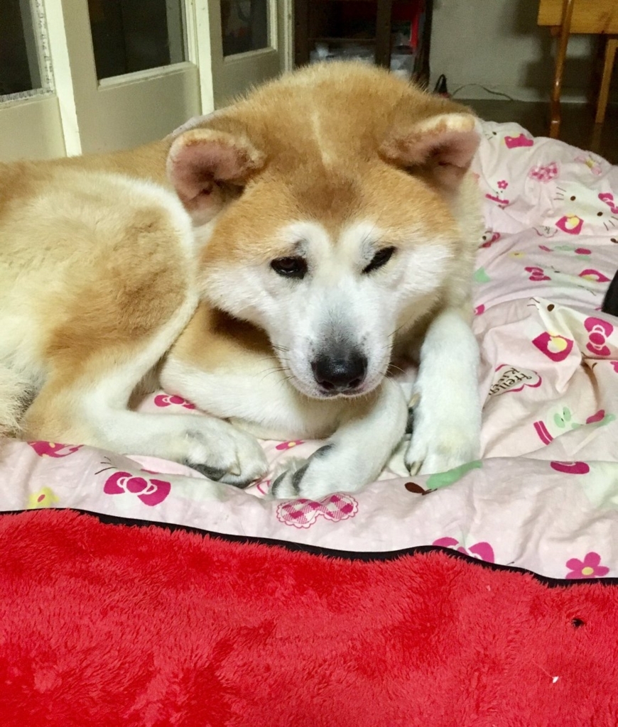 f:id:haro33takoshi:20180212194542j:plain f:id:haro33takoshi:20180212194542j:plain