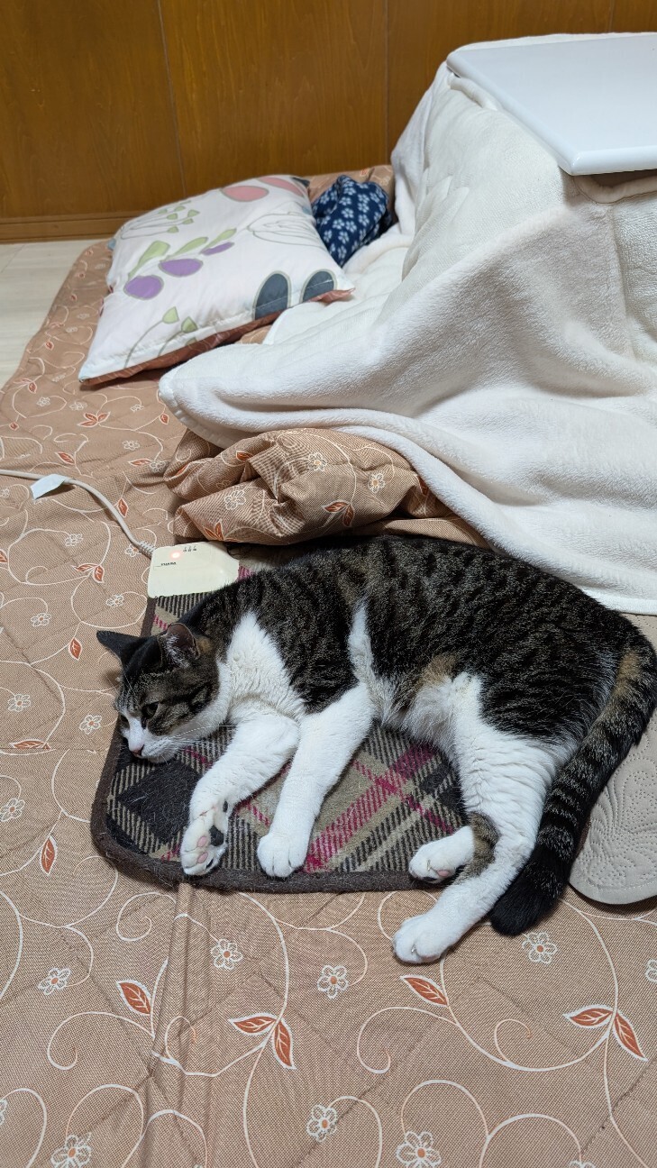 f:id:harpy:20260105205001j:image f:id:harpy:20260105205001j:image
