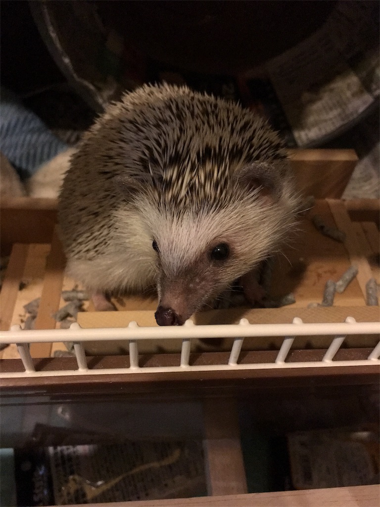 f:id:harryboy:20190328190740j:plain f:id:harryboy:20190328190740j:plain