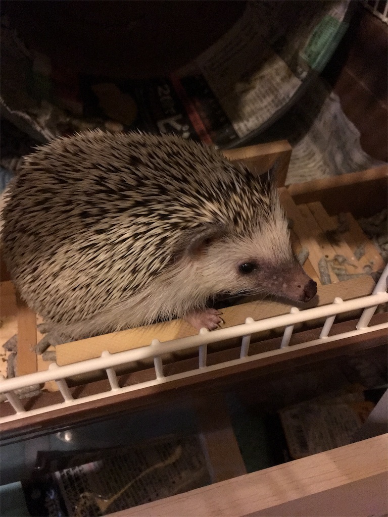 f:id:harryboy:20190328190751j:plain f:id:harryboy:20190328190751j:plain