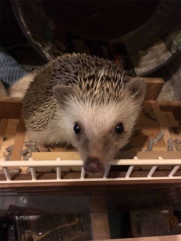 f:id:harryboy:20190328190808j:plain f:id:harryboy:20190328190808j:plain