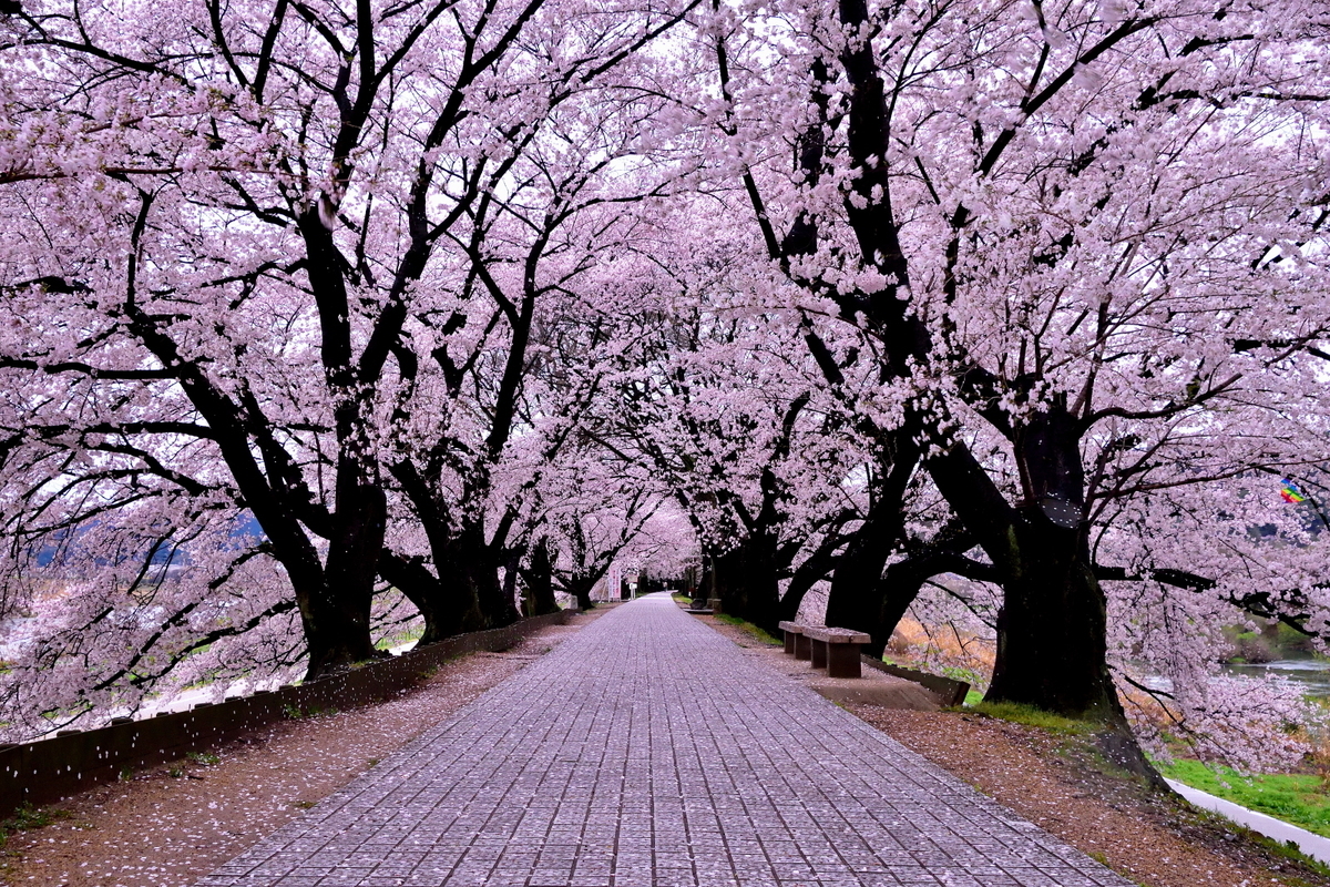 f:id:haru-itinerary:20200109212240j:plain f:id:haru-itinerary:20200109212240j:plain