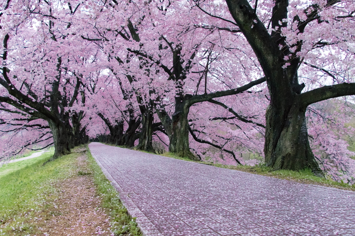 f:id:haru-itinerary:20200109212529j:plain f:id:haru-itinerary:20200109212529j:plain