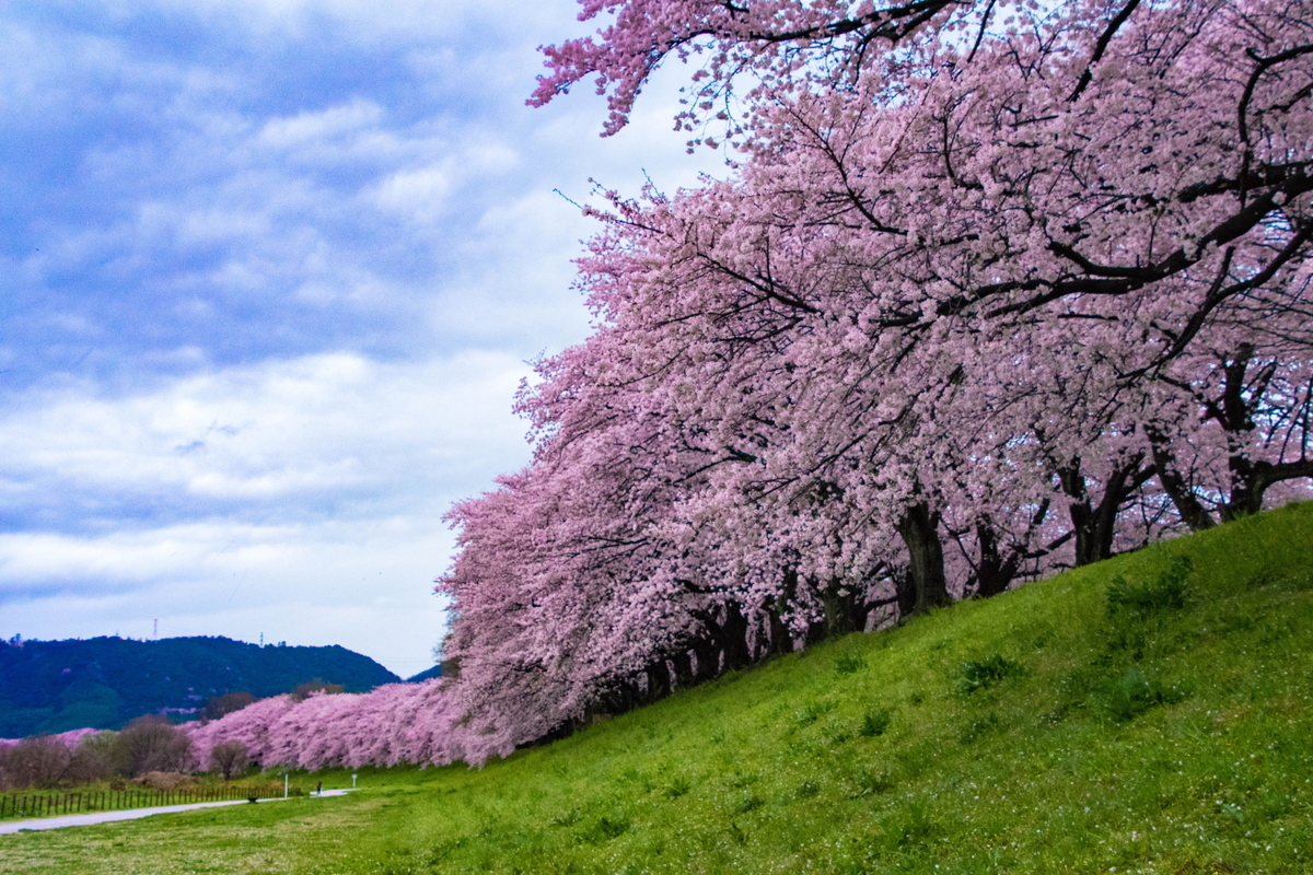 f:id:haru-itinerary:20200109212549j:plain f:id:haru-itinerary:20200109212549j:plain