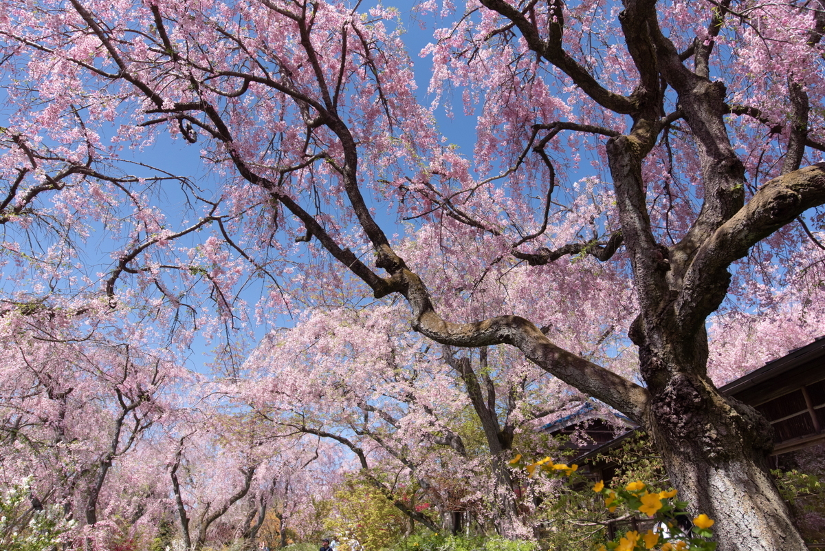 f:id:haru-itinerary:20200109214148j:plain f:id:haru-itinerary:20200109214148j:plain