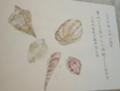私の　水彩画　貝殻　　（夢華）