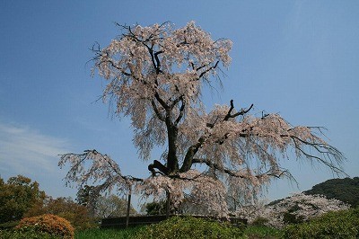 f:id:haru-leo:20090427090628j:image