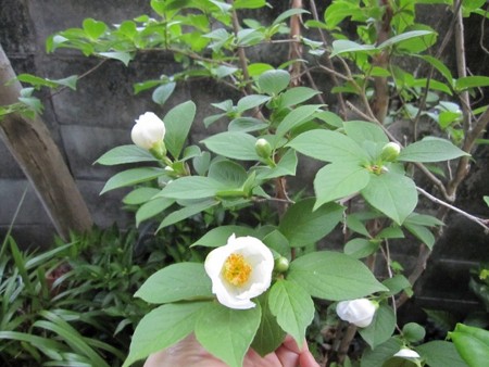 f:id:haru-leo:20090606055732j:image
