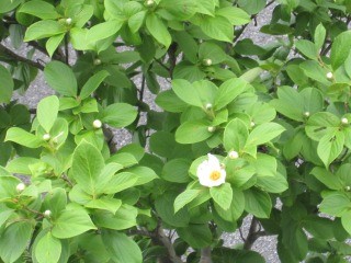 f:id:haru-leo:20100618082044j:image f:id:haru-leo:20100618082044j:image