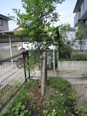 f:id:haru-leo:20100702085256j:image