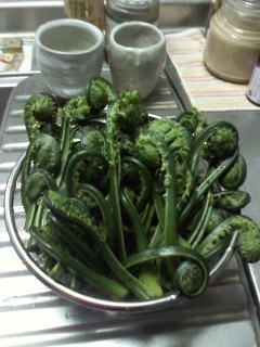 f:id:haru-leo:20110510175432j:image f:id:haru-leo:20110510175432j:image