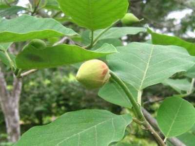 f:id:haru-leo:20110622081240j:image f:id:haru-leo:20110622081240j:image