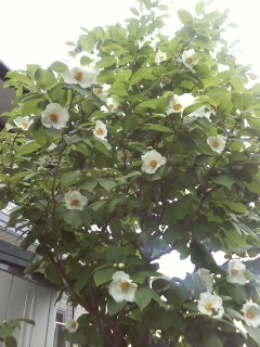 f:id:haru-leo:20110623084711j:image