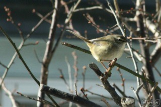 f:id:haru-leo:20120203105204j:image