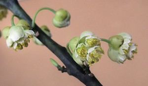20120217082418