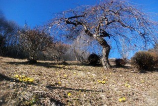 f:id:haru-leo:20120225095823j:image