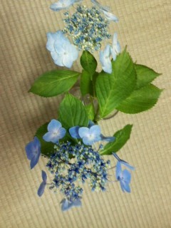 f:id:haru-leo:20120723071655j:image