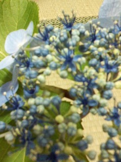 f:id:haru-leo:20120723072505j:image