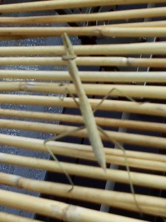 f:id:haru-leo:20120727073200j:image