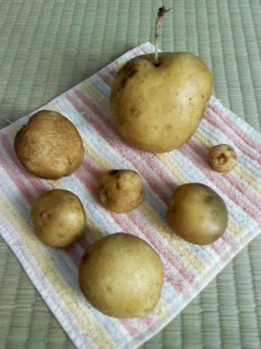 f:id:haru-leo:20120729081840j:image