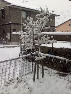 f:id:haru-leo:20121210085504j:image