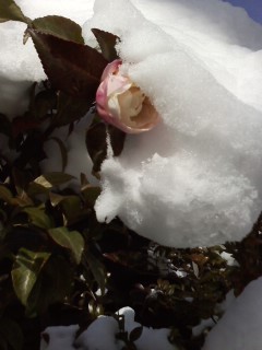 f:id:haru-leo:20121211131540j:image