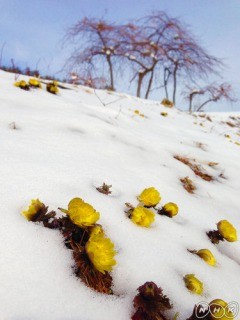f:id:haru-leo:20130218160156j:image